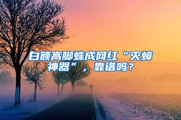 白額高腳蛛成網(wǎng)紅“滅蟑神器”，靠譜嗎？