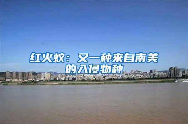 紅火蟻：又一種來(lái)自南美的入侵物種