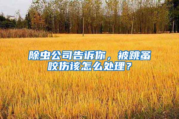 除蟲公司告訴你，被跳蚤咬傷該怎么處理？
