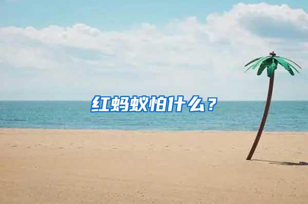 紅螞蟻怕什么？