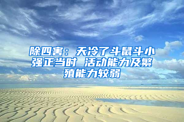 除四害:天冷了斗鼠斗小強(qiáng)正當(dāng)時(shí) 活動能力及繁殖能力較弱