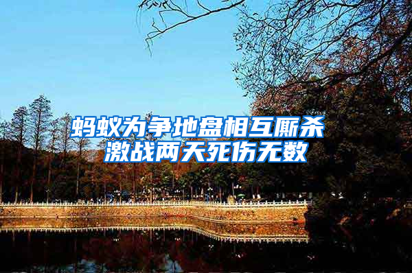 螞蟻為爭(zhēng)地盤相互廝殺 激戰(zhàn)兩天死傷無(wú)數(shù)