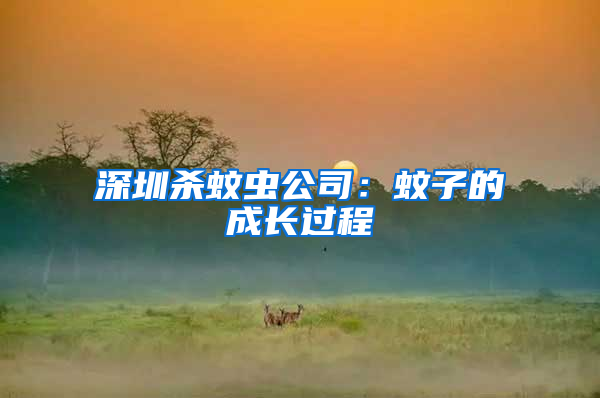 深圳殺蚊蟲公司:蚊子的成長(zhǎng)過(guò)程