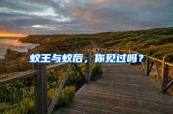 蟻王與蟻后，你見過嗎？