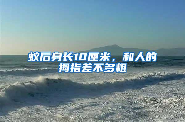 蟻后身長10厘米，和人的拇指差不多粗