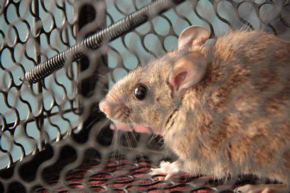 滅鼠公司為你營(yíng)造最專業(yè)的滅鼠環(huán)境