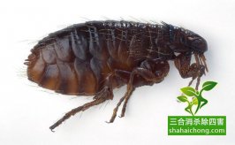 如何選擇除四害專(zhuān)業(yè)機(jī)構(gòu)？