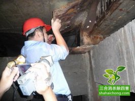 白蟻出飛進(jìn)入高峰期 家用殺蟲劑消殺效果欠佳