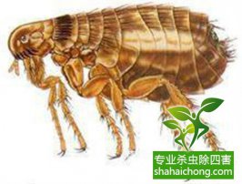 【消殺公司】四害是哪四害？教你怎么更好除四害