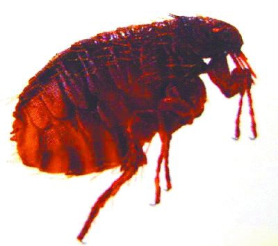 殺蟲公司滅四害