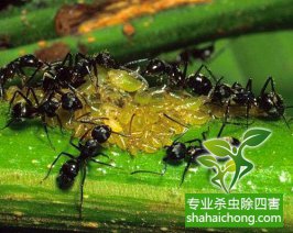 如何消滅螞蟻？4個(gè)天然滅螞蟻的方法助您除滅家中螞蟻