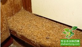 發(fā)現(xiàn)白蟻后的處理方法