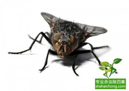 蒼蠅亂飛遭查封，食品加工行業(yè)該如何滅蠅？