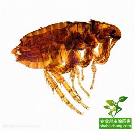 工廠(chǎng)除四害公司滯留噴灑注意事項(xiàng)