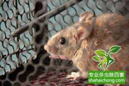 老鼠如何消滅？滅鼠公司有高招
