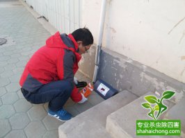 滅鼠公司滅鼠真的專(zhuān)業(yè),不信你來(lái)試試