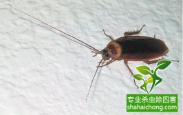 蟑螂這么強(qiáng)，怎樣才能徹底消滅蟑螂？