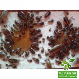 滅蟲(chóng)公司分享消滅臭蟲(chóng)你不得不知道的方法