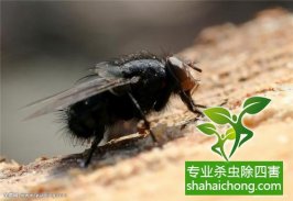 家里發(fā)現(xiàn)書虱怎么辦？如何消滅書虱