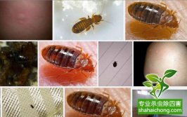 出差入住酒店被臭蟲咬