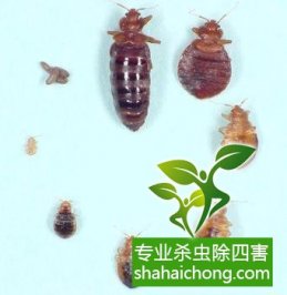 深圳專(zhuān)業(yè)除四害哪家好