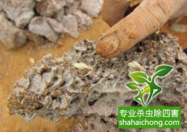 深圳白蟻防治公司—科學(xué)滅白蟻方法