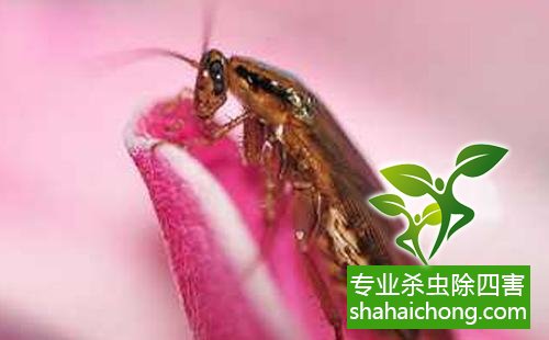 家里有蟑螂怎么辦,蟑螂怎么消滅 殺蟑螂公司怎么樣滅蟑螂