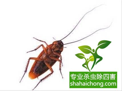 家里有蟑螂怎么辦,蟑螂怎么消滅 殺蟑螂公司怎么樣滅蟑螂