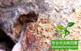 深圳白蟻防治公司白蟻防范措施