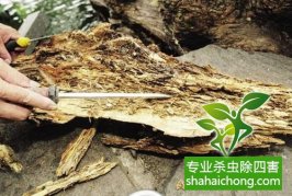 深圳白蟻防治對(duì)藥品及挖巢穴分析