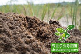 深圳白蟻防治：預(yù)防為主、防治結(jié)合、綜合治理