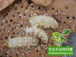 深圳白蟻防治白蟻侵入房屋途徑多 裝飾裝修需提前預(yù)防