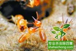 深圳白蟻防治公司：白蟻吃什么，白蟻的食物