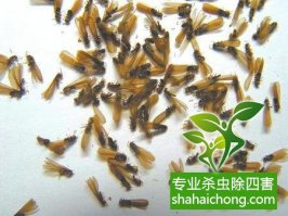 深圳白蟻防治的基本方法