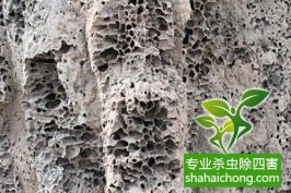 深圳白蟻防治公司：討論白蟻?zhàn)迦簻缰蜗到y(tǒng)防治保國(guó)寺古建筑群白蟻