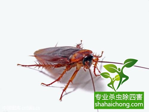 家里有蟑螂怎么辦,蟑螂怎么消滅 殺蟑螂公司怎么樣滅蟑螂