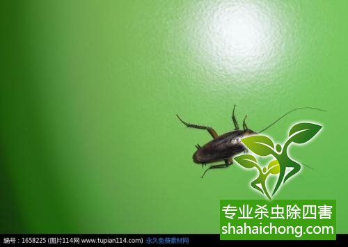 家里有蟑螂怎么辦,蟑螂怎么消滅 殺蟑螂公司怎么樣滅蟑螂