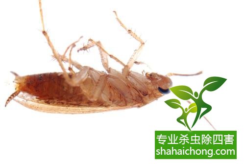 家里有蟑螂怎么辦,蟑螂怎么消滅 殺蟑螂公司怎么樣滅蟑螂