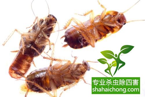 家里有蟑螂怎么辦,蟑螂怎么消滅 殺蟑螂公司怎么樣滅蟑螂