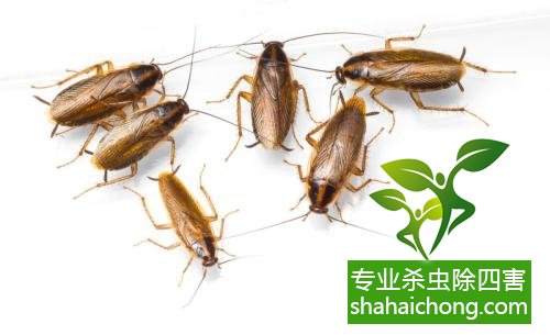 家里有蟑螂怎么辦,蟑螂怎么消滅 殺蟑螂公司怎么樣滅蟑螂