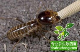 深圳白蟻防治公司簡(jiǎn)介