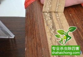 深圳白蟻防治的特點(diǎn)以及防治方法