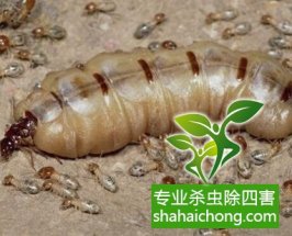 深圳白蟻防治白蟻來襲，房門咬出個(gè)大窟窿