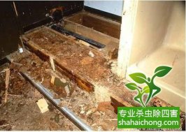 深圳白蟻防治白蟻來(lái)襲，當(dāng)心！