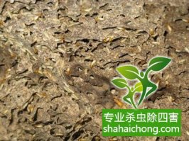 深圳白蟻防治比較專業(yè)的公司教小伙伴們認(rèn)識(shí)白蟻的危害