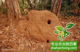 深圳白蟻防治白蟻穴危及原蔣介石重慶黃山官邸