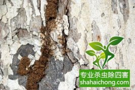 深圳白蟻防治公司 如何判斷家中是否出現(xiàn)白蟻