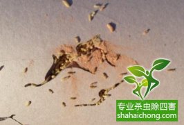 深圳白蟻防治公司 白蟻飛光了，是不是就不要防治了？-