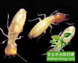 深圳白蟻防治公司對(duì)白蟻有著科學(xué)認(rèn)識(shí)