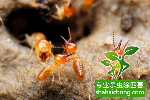 防治白蟻,白蟻防治方法 白蟻怎么治,怎么防治白蟻方法